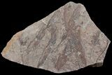 Wide Eocrinoid (Ascocystites) Plate - Ordovician #115899-1